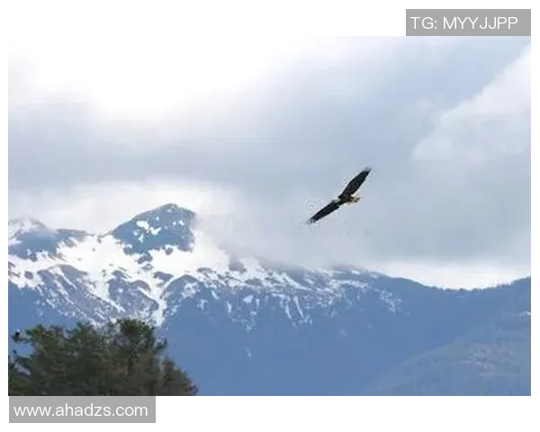 冰岛的怒吼,北欧战神横扫亚洲之鹰,瑞典八比二狂胜中国台北,剑指八强荣耀!